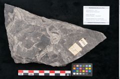 Foto (Objekt + Etikett) von Haastia speciosa Ettingshausen (NHMW-GEO-2024-0188-10213)